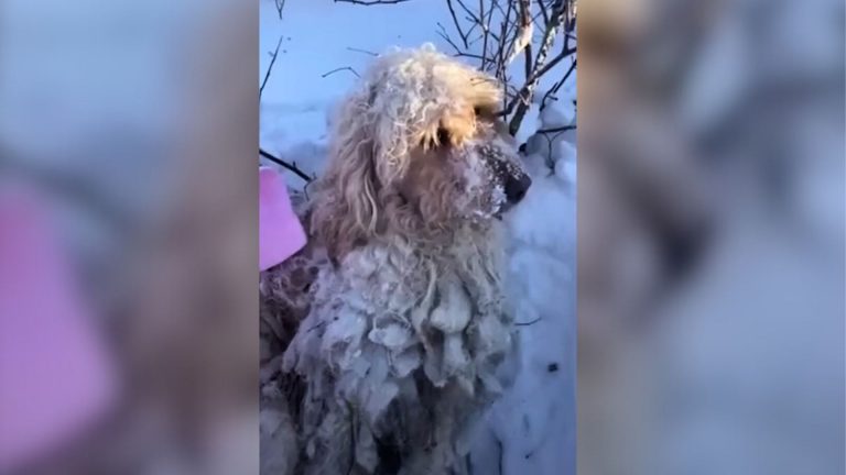 dog covered with snow