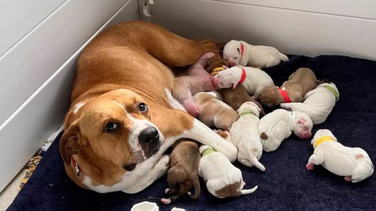 dumped pregnant dog with puppies