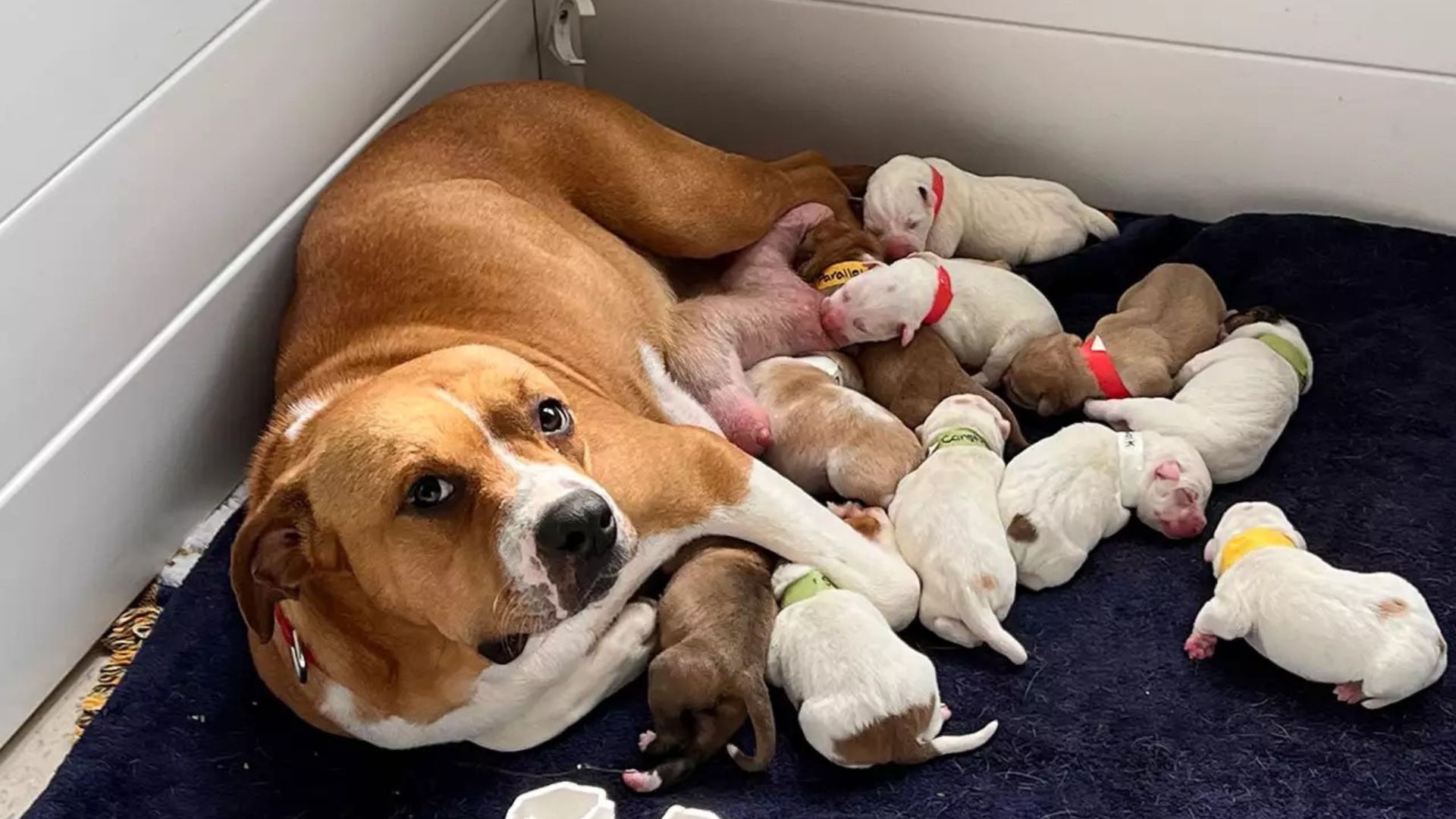 Pregnant Dog Couldn’t Move Anymore But Then Someone Amazing Came To Help Her