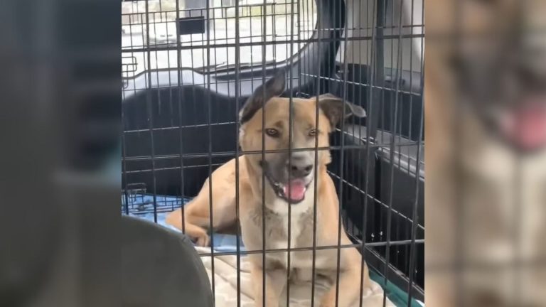 Euthanasia listed dog