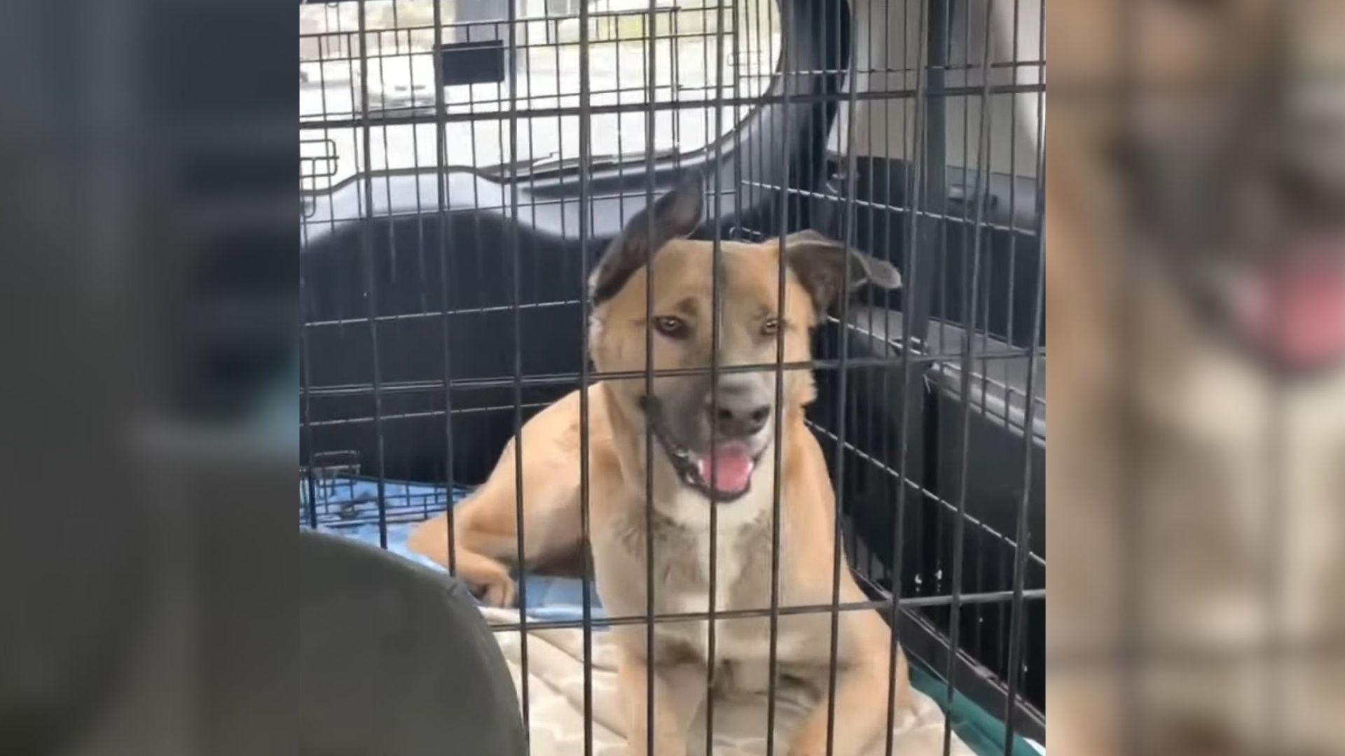 Dog Who Was Almost Euthanized Gets A New Chance And Ends Up As Foster Failure