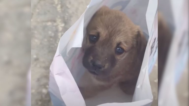 sad abandoned dog in bag