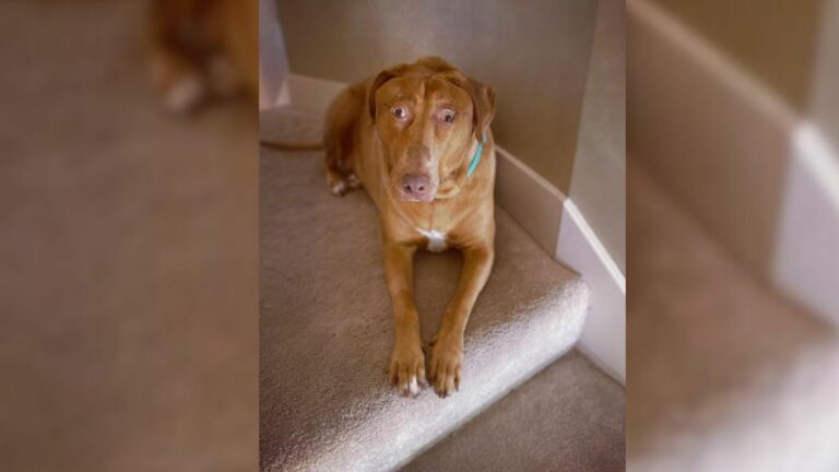dog sitting on the top of the stairs