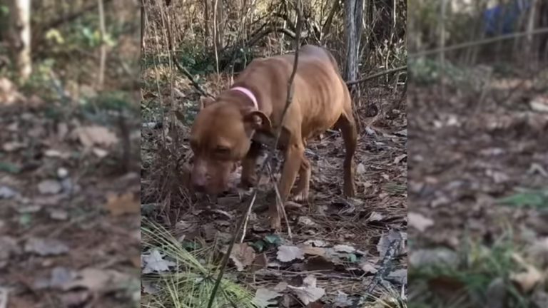 fearful pittie in the woods