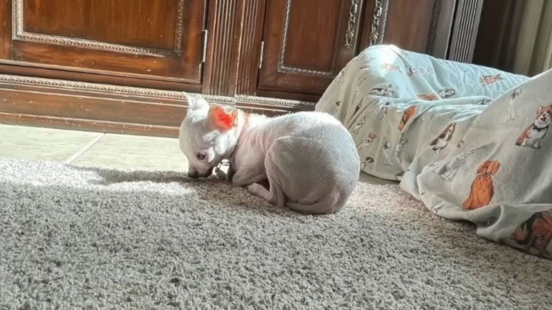 Chihuahua Was Forced To Live In A Trailer With 40 Other Dogs, But Then Something Amazing Happened