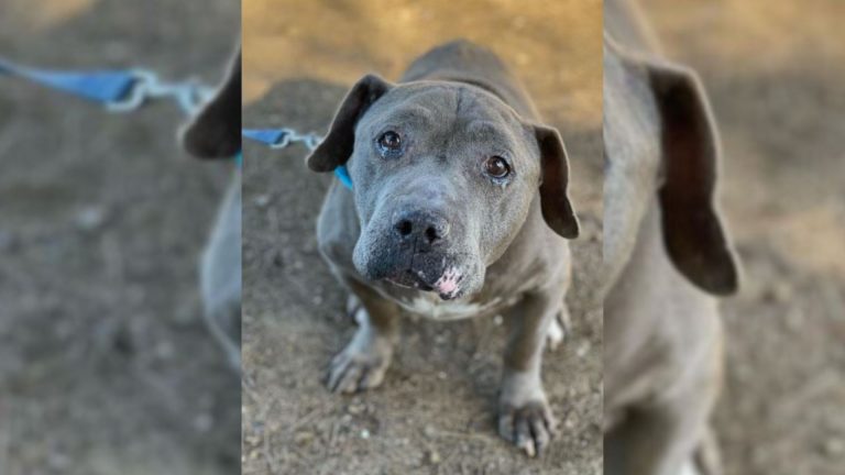 sad senior dog