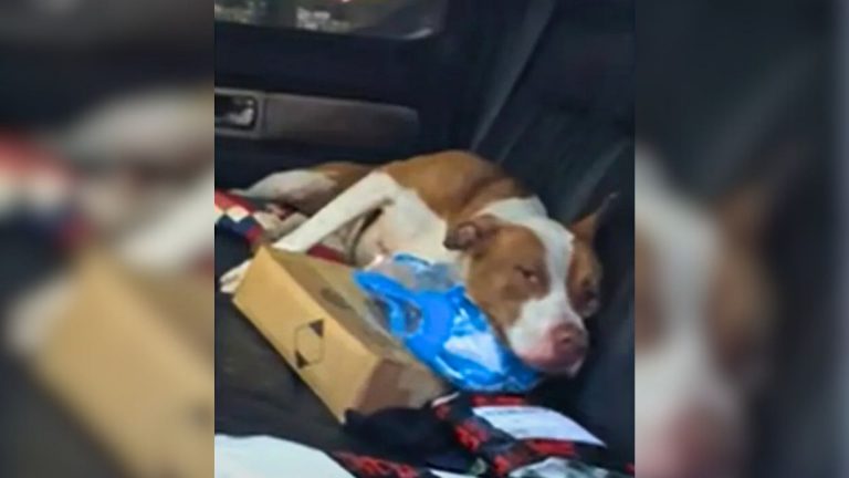 sad dog in the car seat