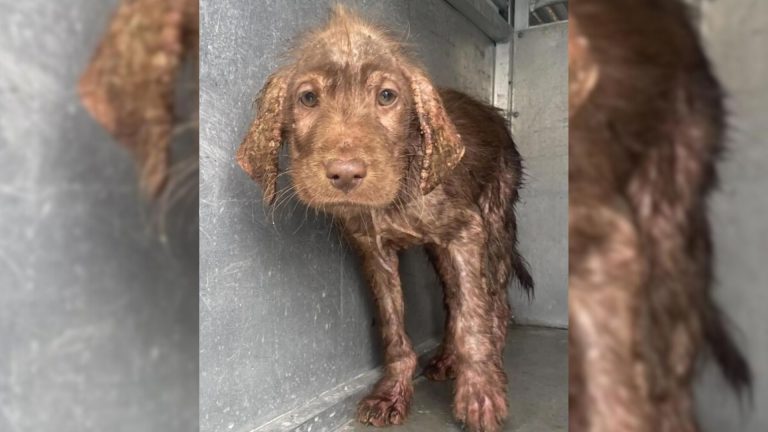 Hairless stray brown dog