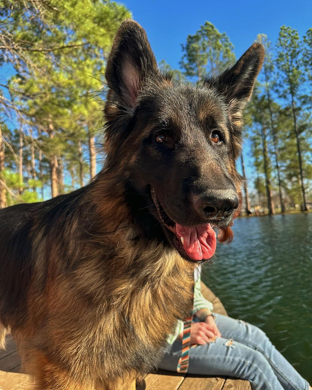 Happy German Shepherd