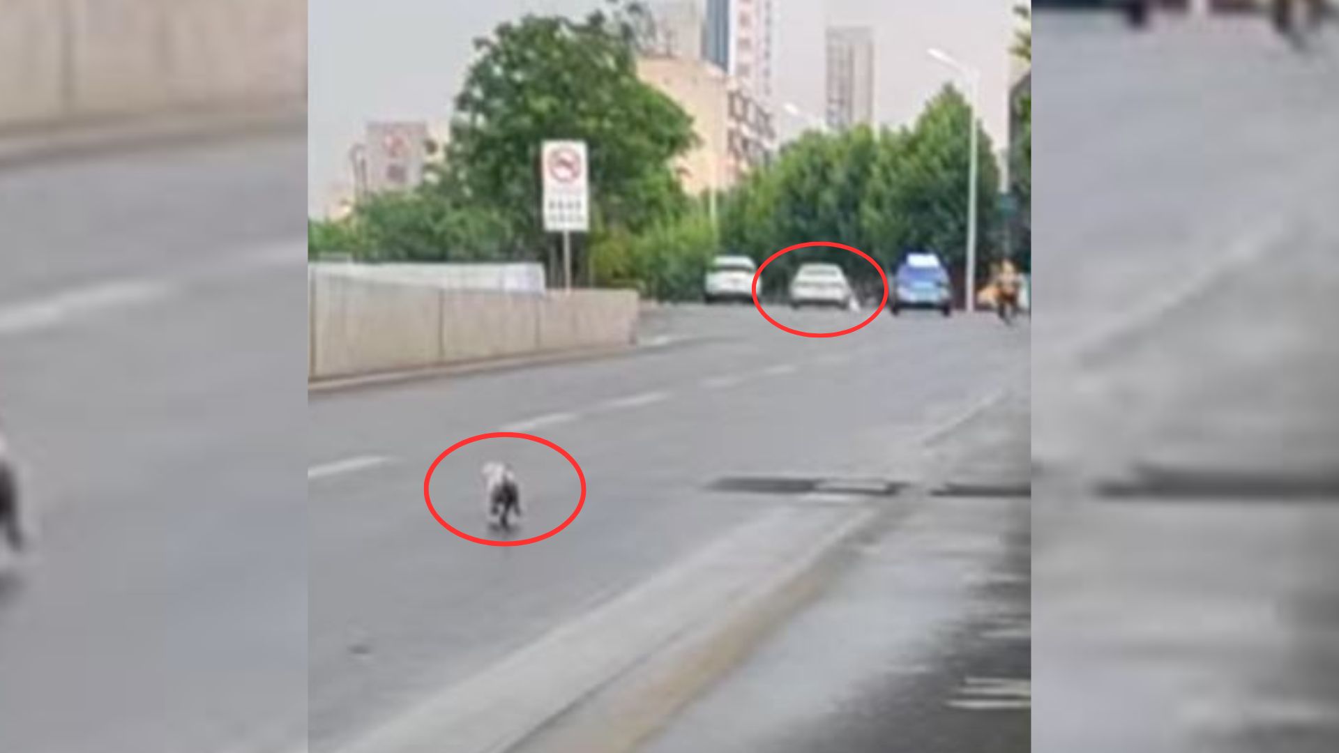 Pup Couldn’t Accept That She Was Abandoned So She Kept Running After Their Owner’s Car
