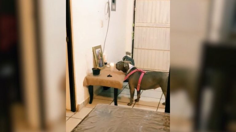 dog starring at photo of friend