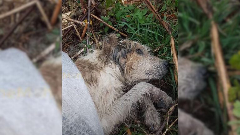 dumped dog laying down