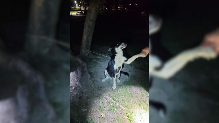 dog tied to a tree