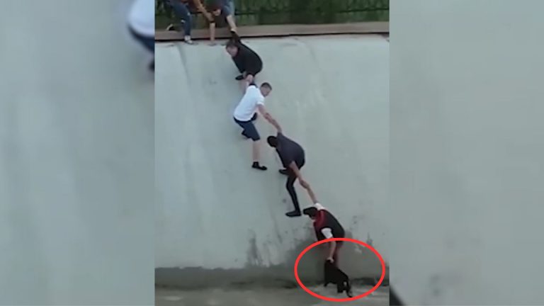 people helping a dog