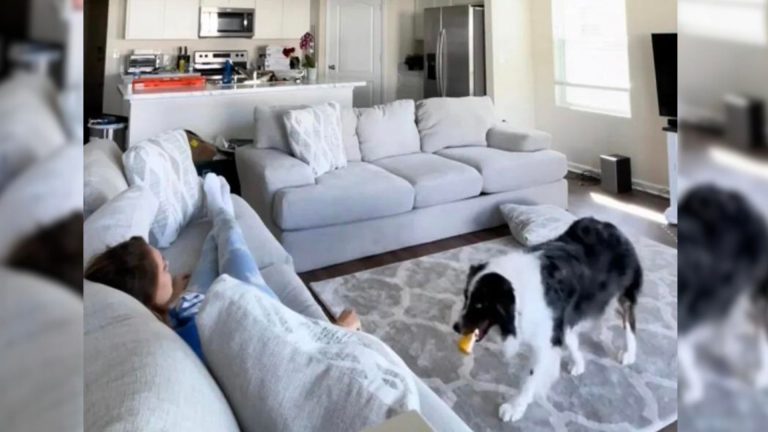 dog helping his owner