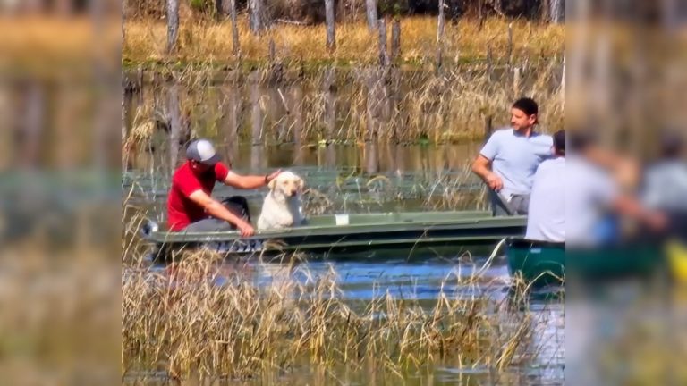 dog in boat
