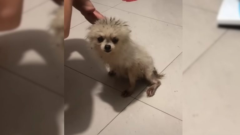 photo of rescued pup