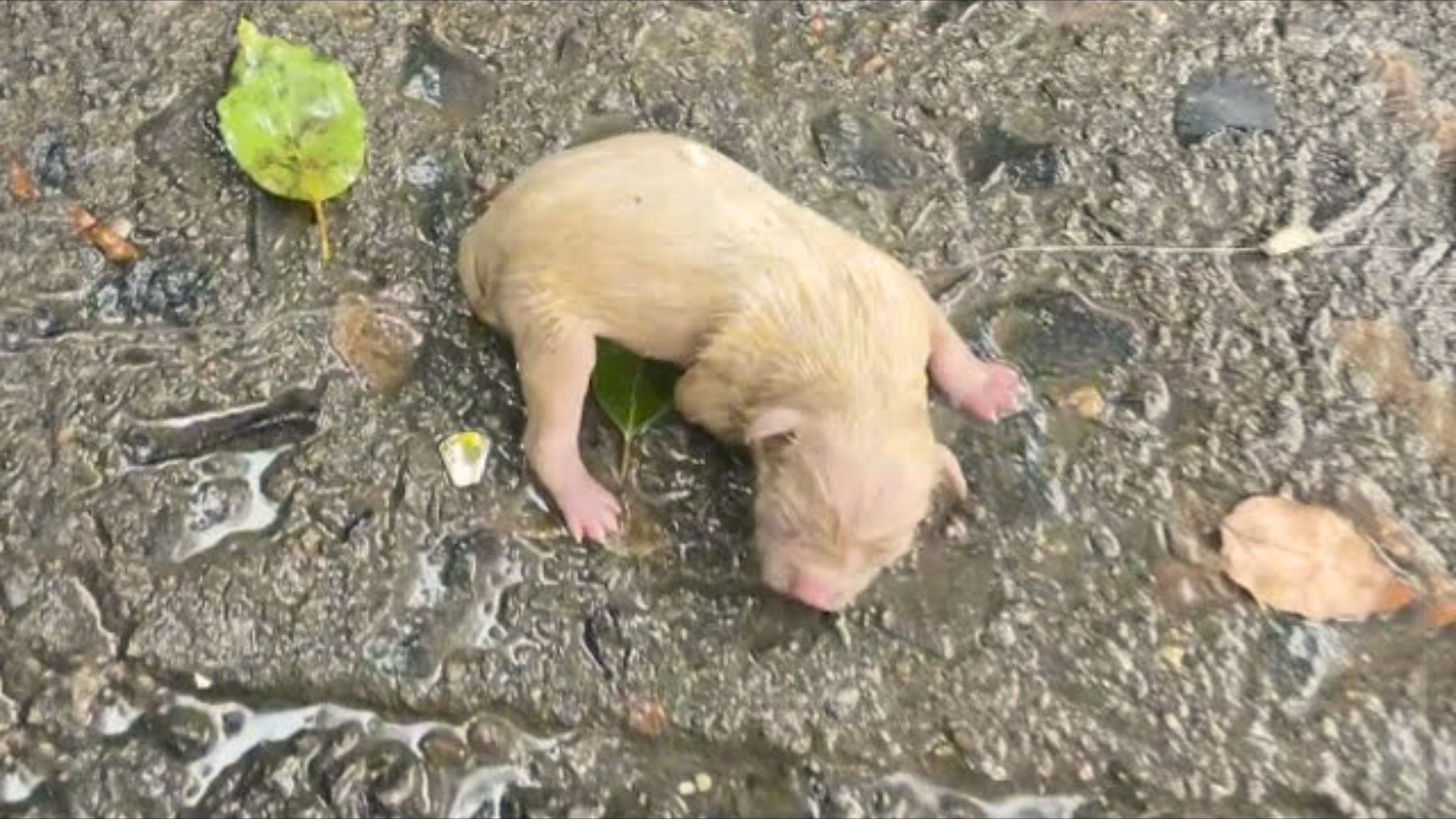 Newborn Puppy Struggling To Survive In Heavy Rain Cries Loudly For His Lost Momma