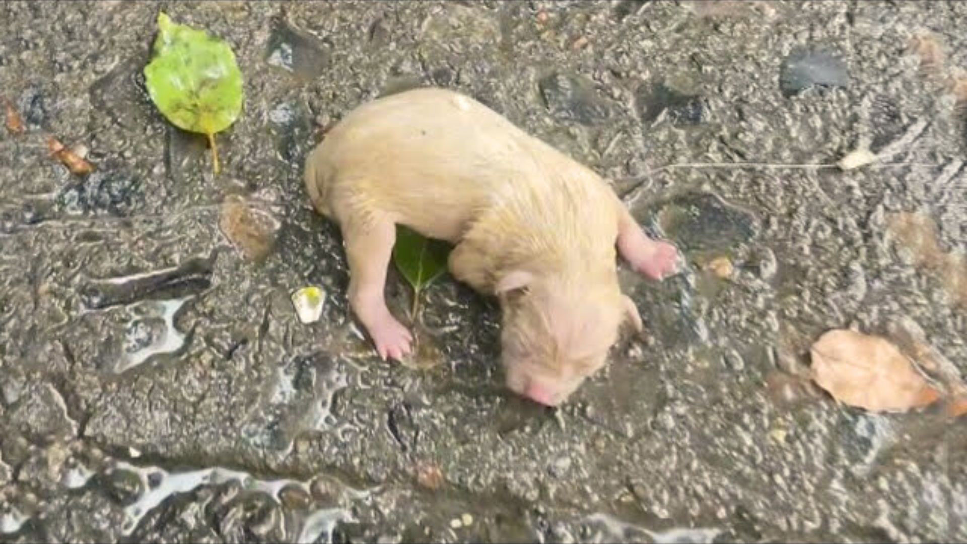 photo of injured newborn puppy