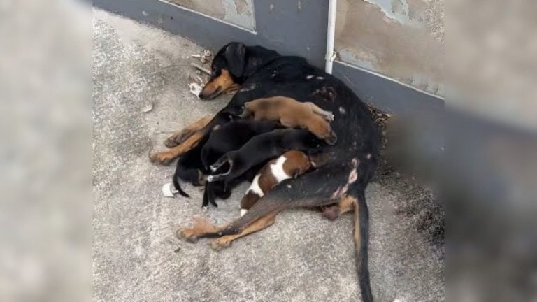 injured dog with puppies