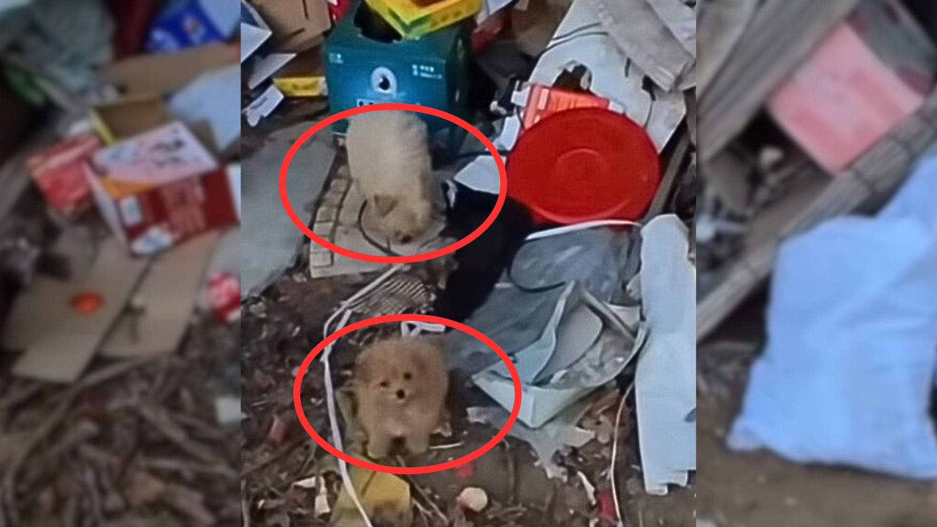 Adorable puppies in trash