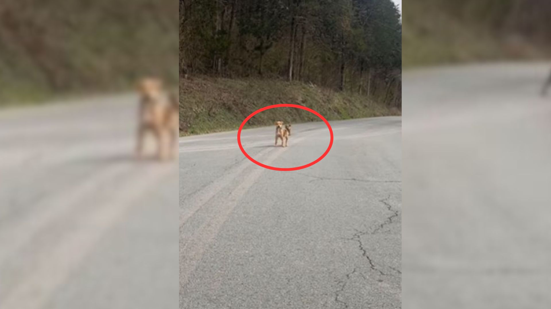 two stray puppies on the road