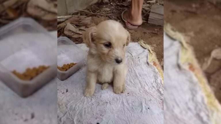 abandoned cute puppy