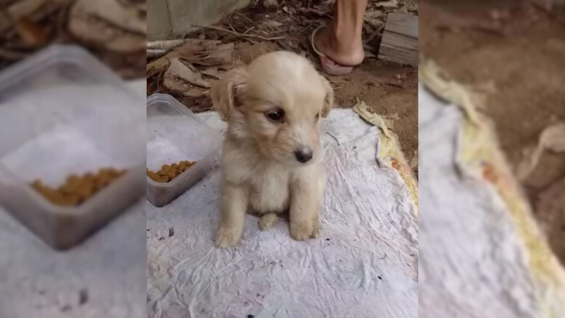 Kind Soul Saved Abandoned Puppy From The Lonely Corner And Became Her Guardian Angel