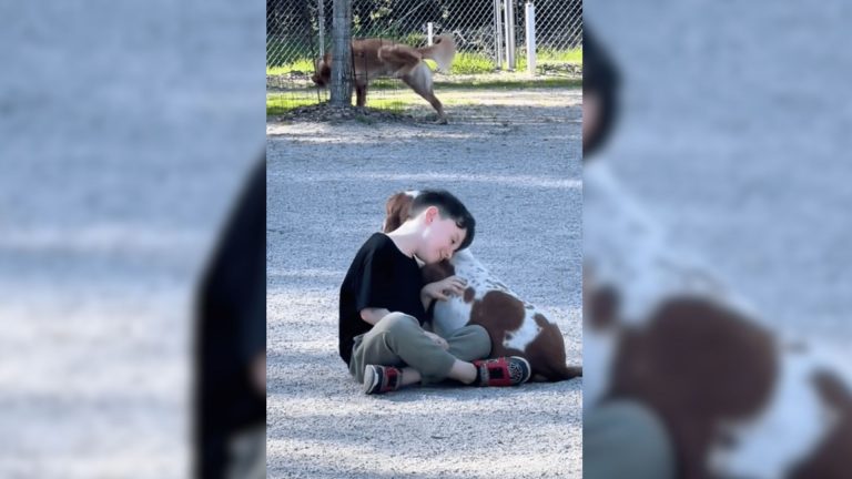 little boy found a friend in the dog