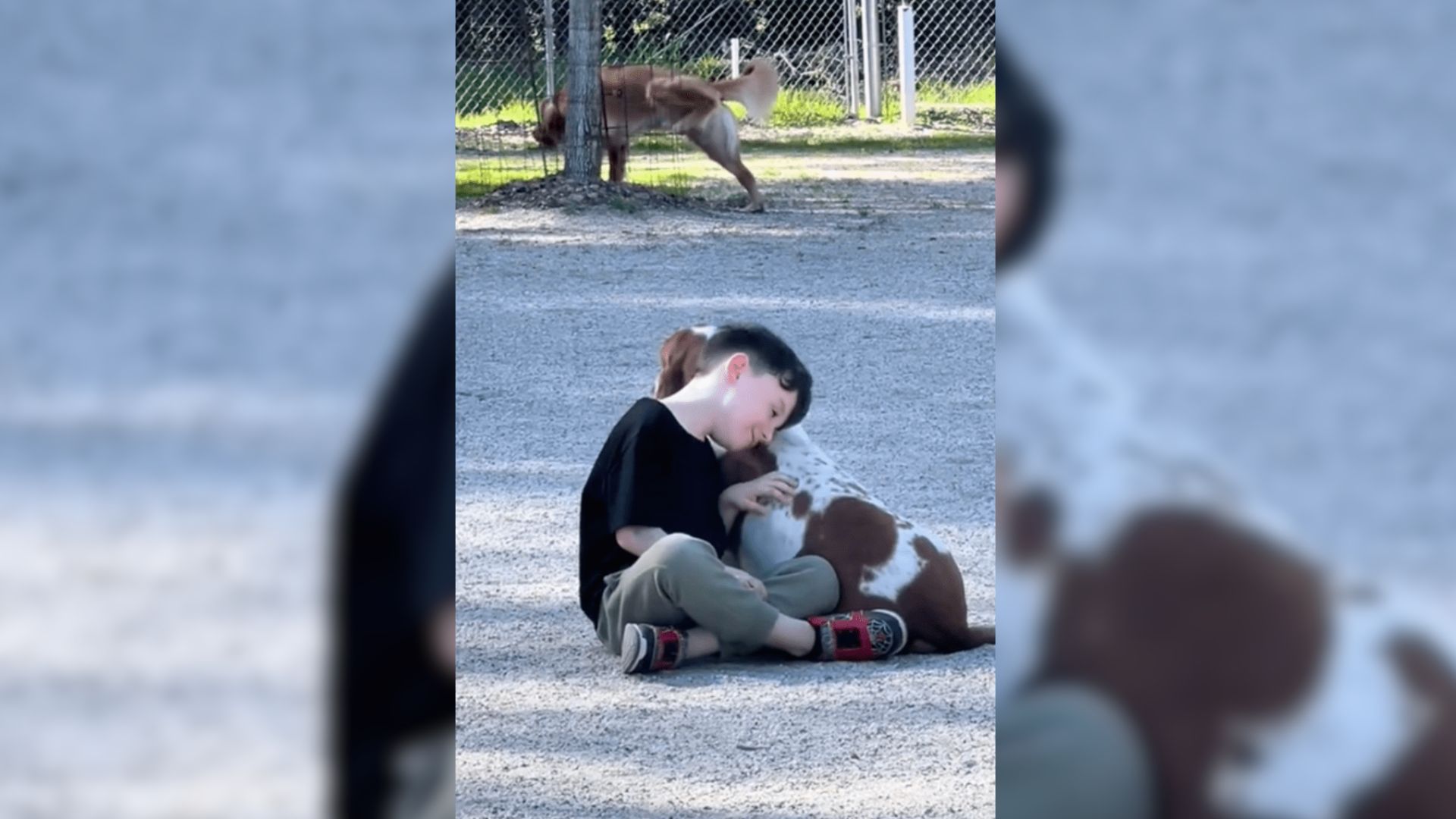 Little Boy Becomes Best Friend With A Random Basset Hound At The Dog Park 