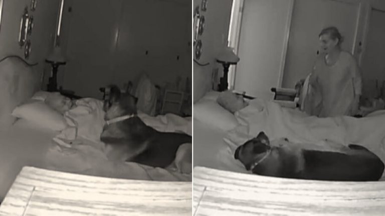 german shepherd lying in bed