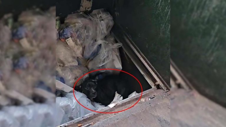 dog in trash