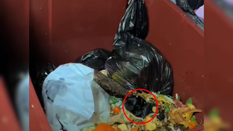man found tiny puppy in trash can