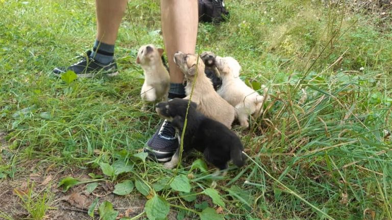 puppies around the leg