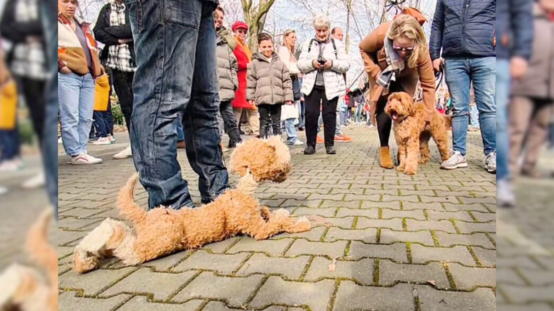 Man Was Walking His Dog In The Park When He Noticed A Person With A Very Strange ‘Pet’