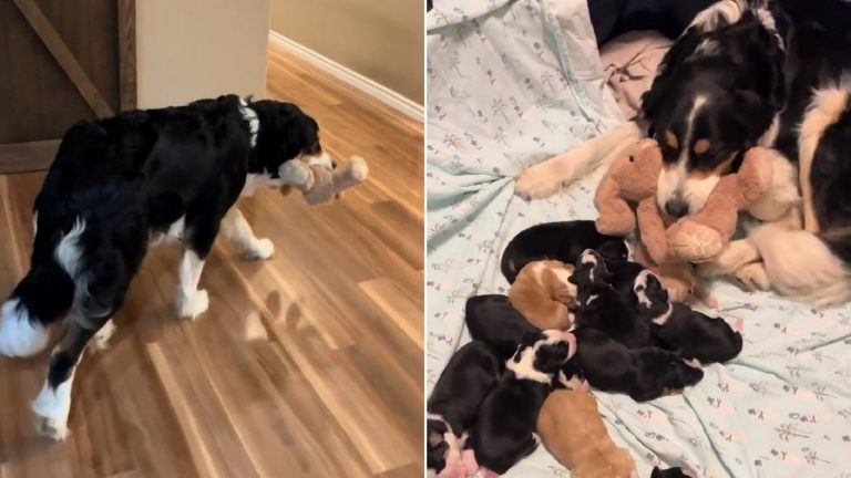 mother dog bringing toy to bed
