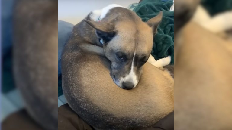 puppy with five legs