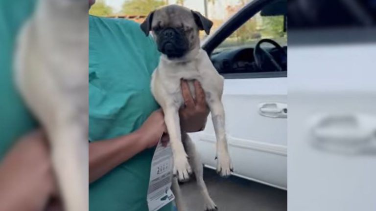 pug going to surgery
