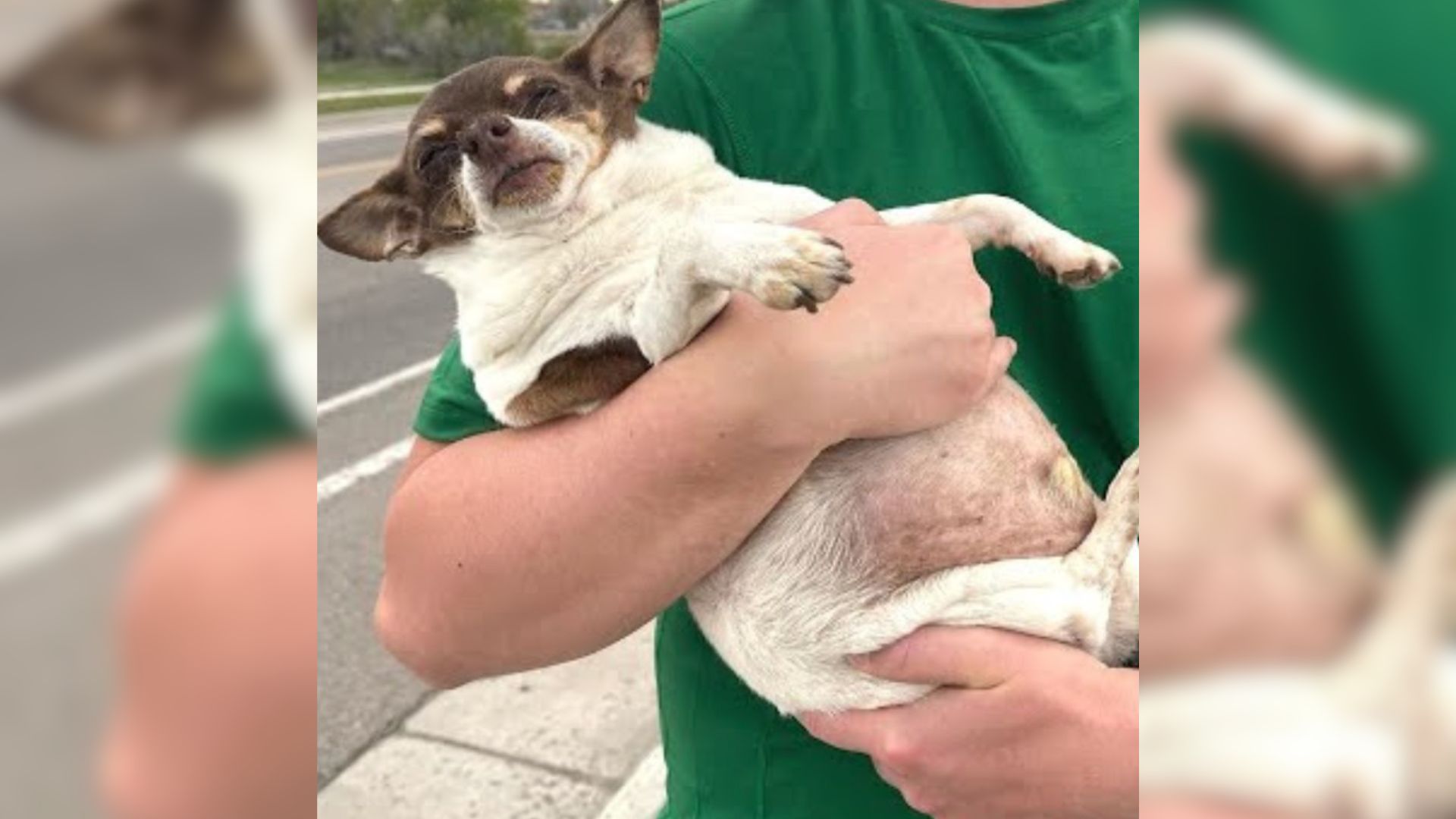 Obese Senior Chihuahua Loses More Than A Third Of His Body Weight On His Transformative Journey