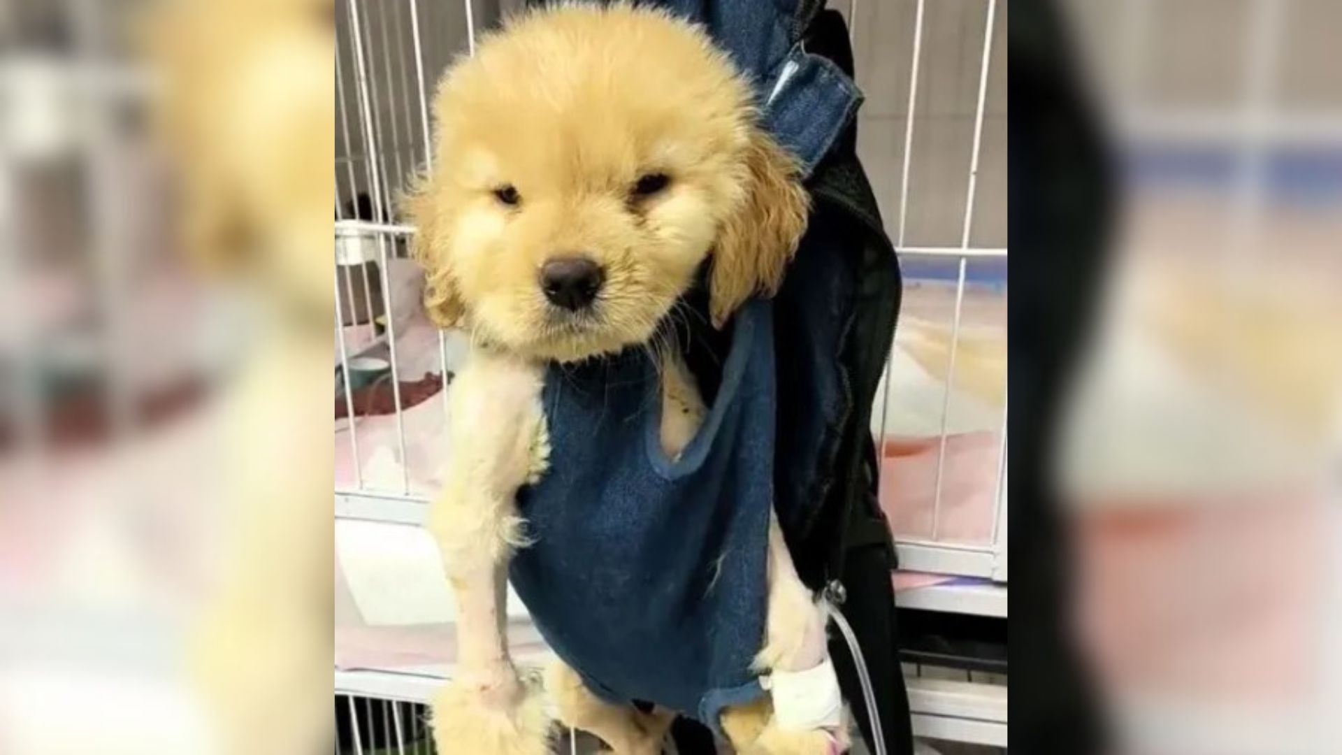Paralyzed puppy at the vet