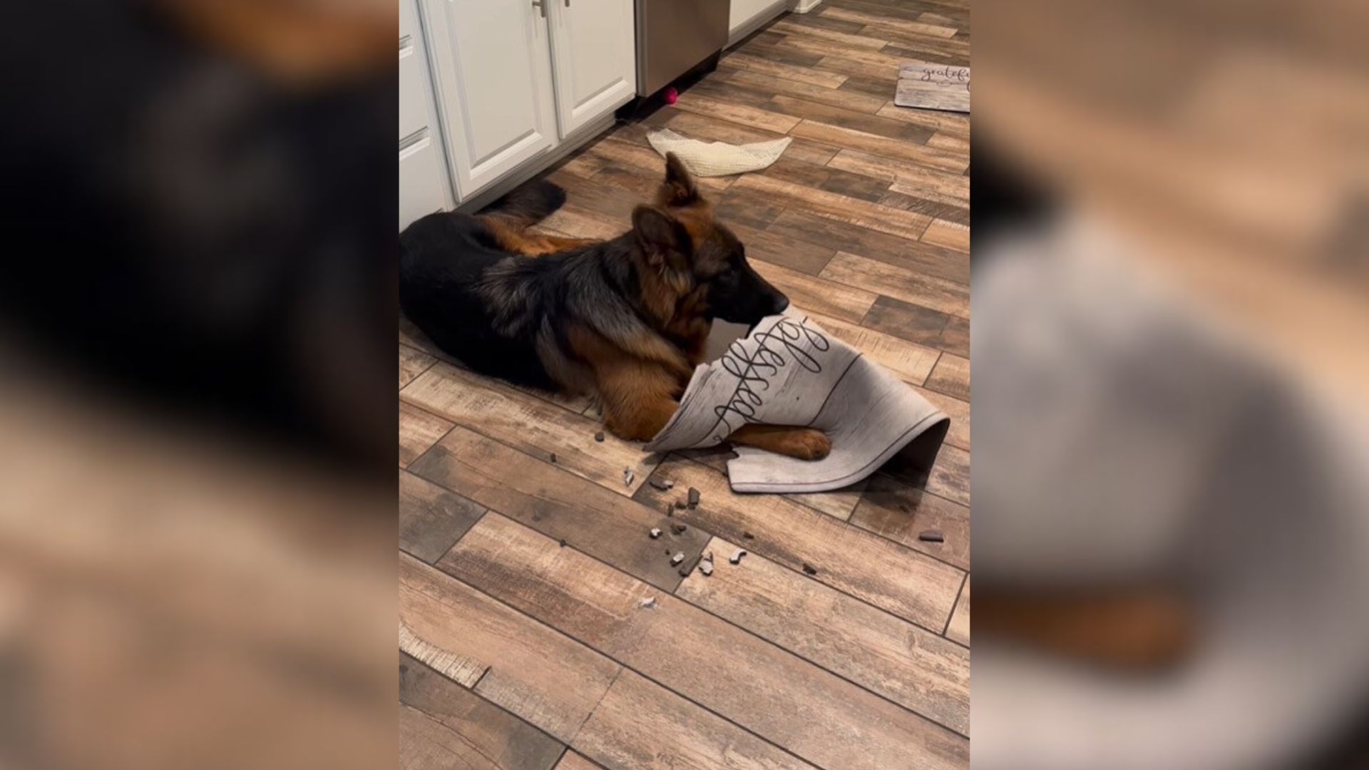 Owner Realizes Her German Shepherd Is Quieter Than Usually And Is Shocked To Find Out Why