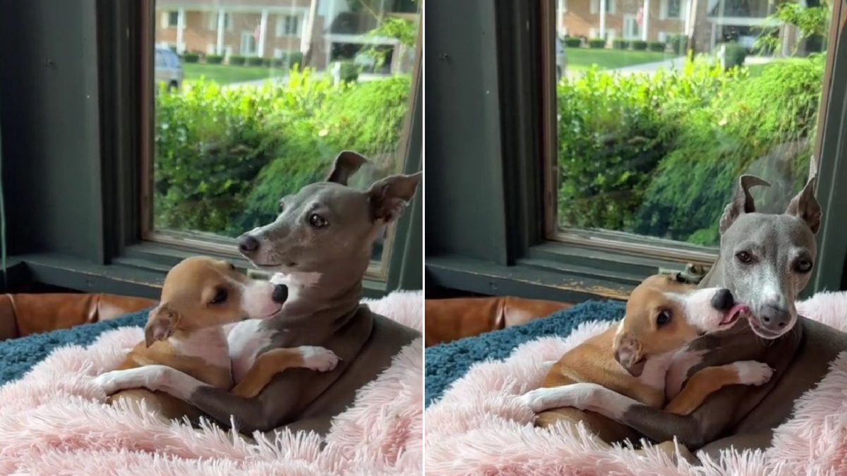 Owner's Heart Melts As She Sees Her Dog Embracing A New Puppy With Paws ...