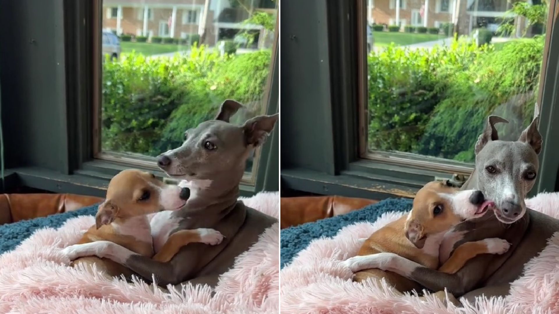 photo of two dogs lying together