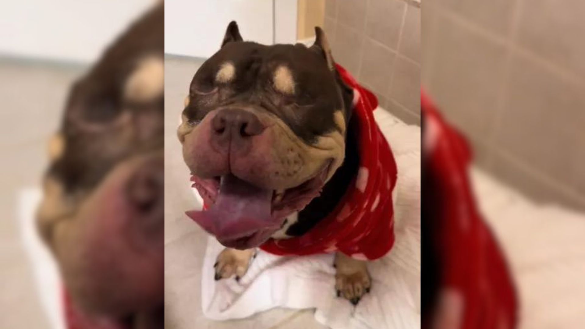 Owners Decide To Euthanize Their Perfectly Healthy Dog Because They Were Moving