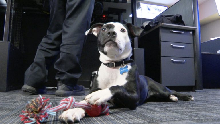 puppy in police department
