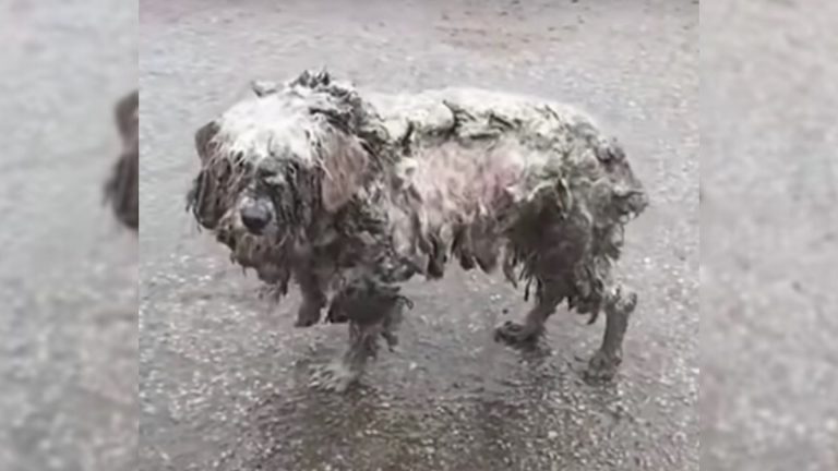 matted dog