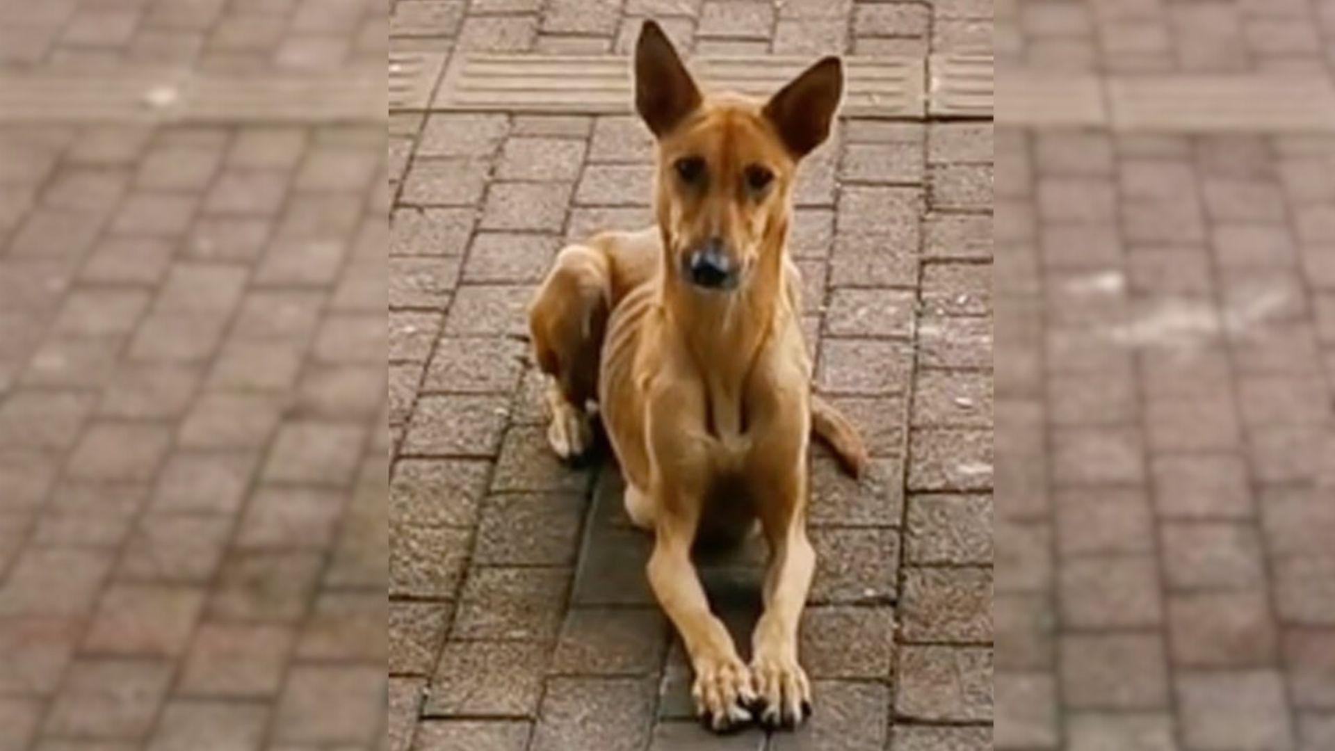 Mom Dog Breaks Hearts As She Begs For Food In Front Of Restaurant For Her Two Babies
