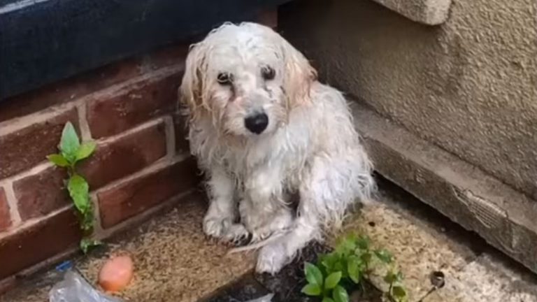 puppy trembling in rain