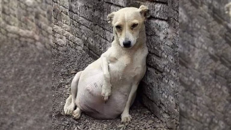 abandoned pregnant dog