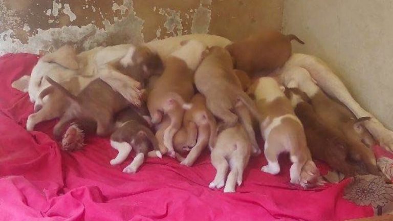 photo of puppies on bed